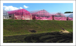 光変換ピンク農法の特殊シートで紫外線カット、光合成を促進し、農作物の品質を向上させます